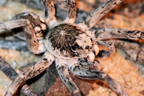 Wolf Spider (zf) (Lycosidae sp)
